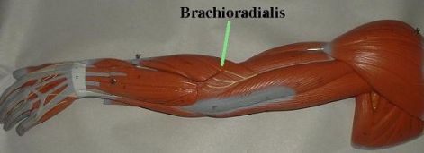 a_kar._brachioradialis.jpg a_kar._brachioradialis.jpg
