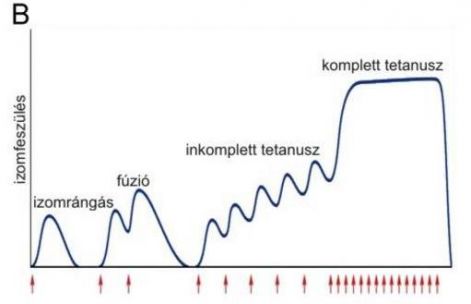 az_izomrangas_es_a_komplett_tetanusz.jpg