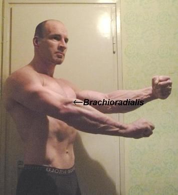 brachioradialis.jpg